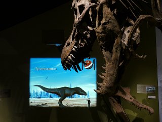P1040832 T-rex en 3D et en os.
